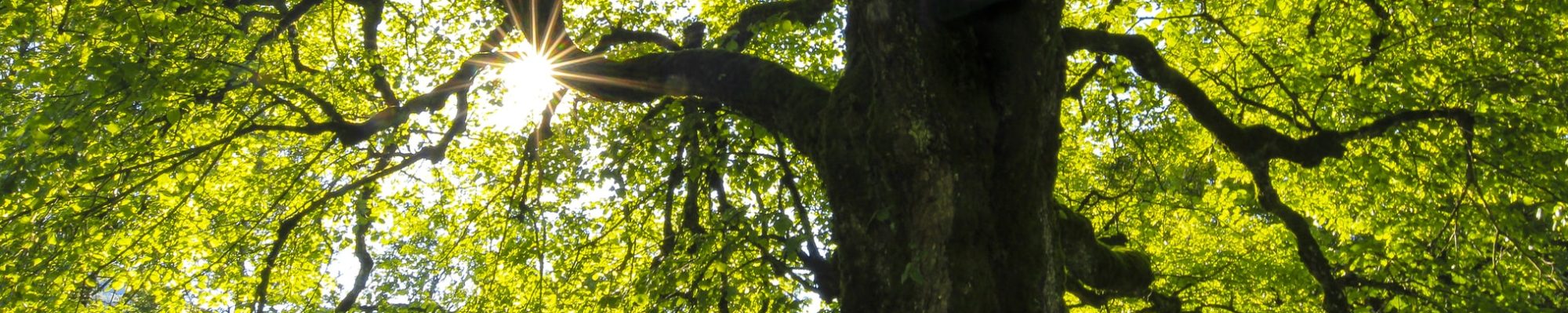 cropped-photo-1538935732373-f7a495fea3f6.jpeg