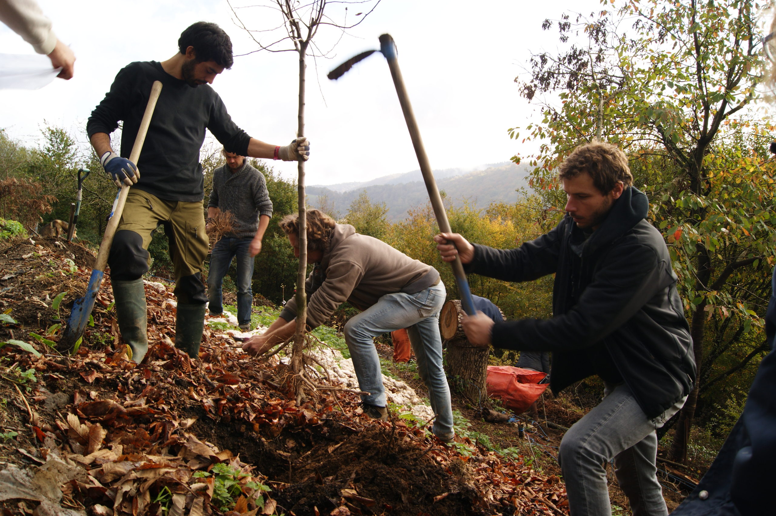 chantier_de_plantation