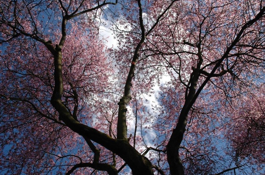 Sakura