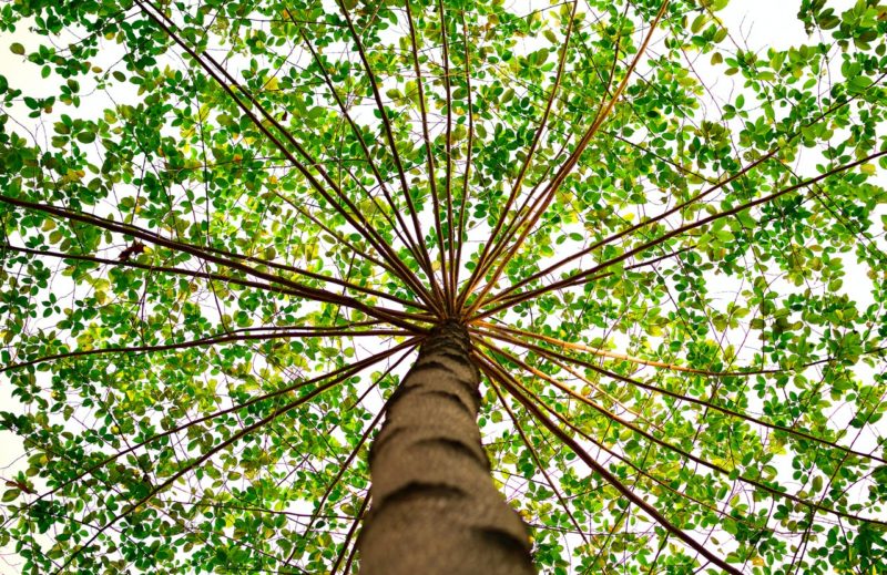 Arbre parasol