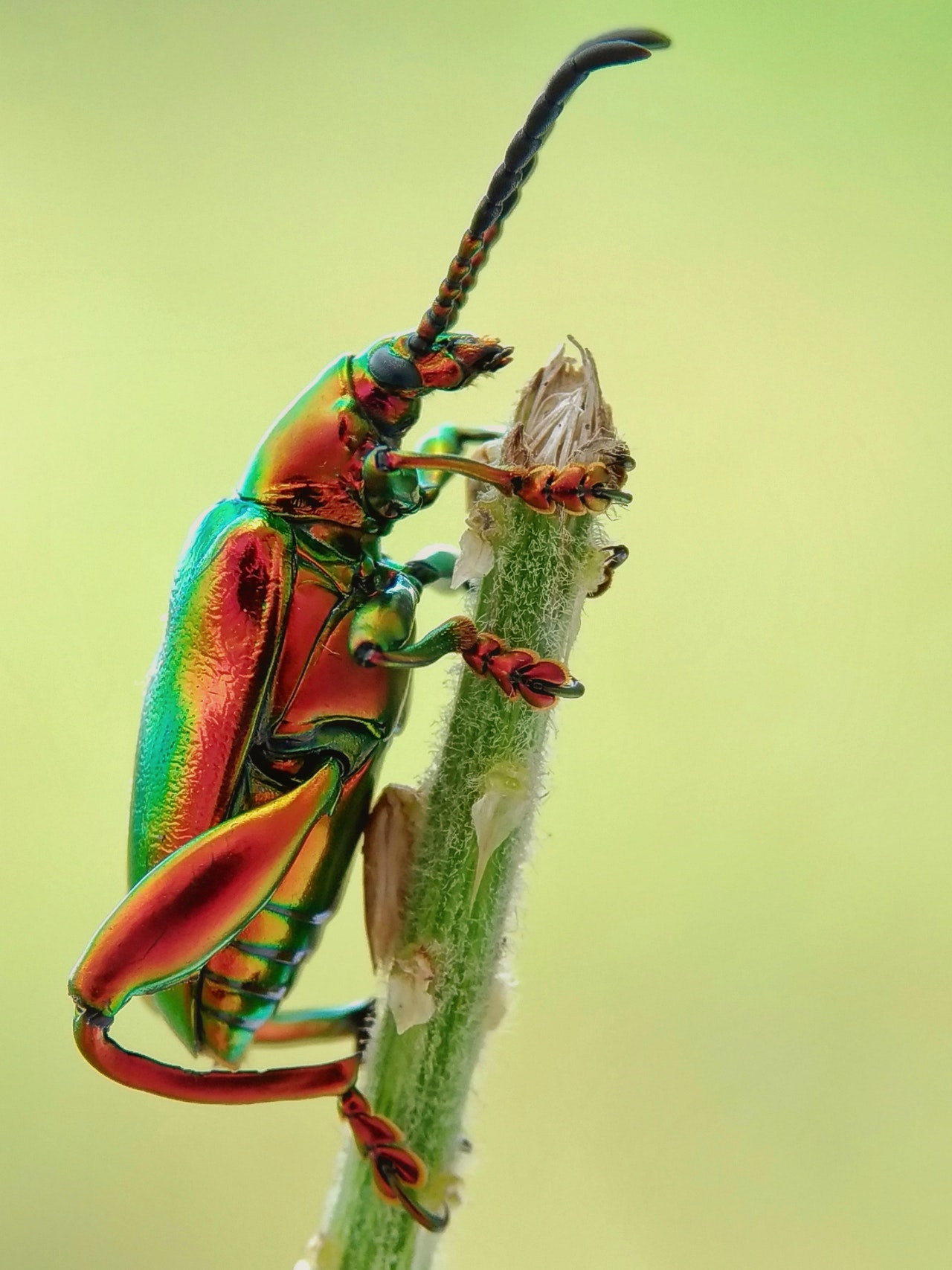 Beatle 2