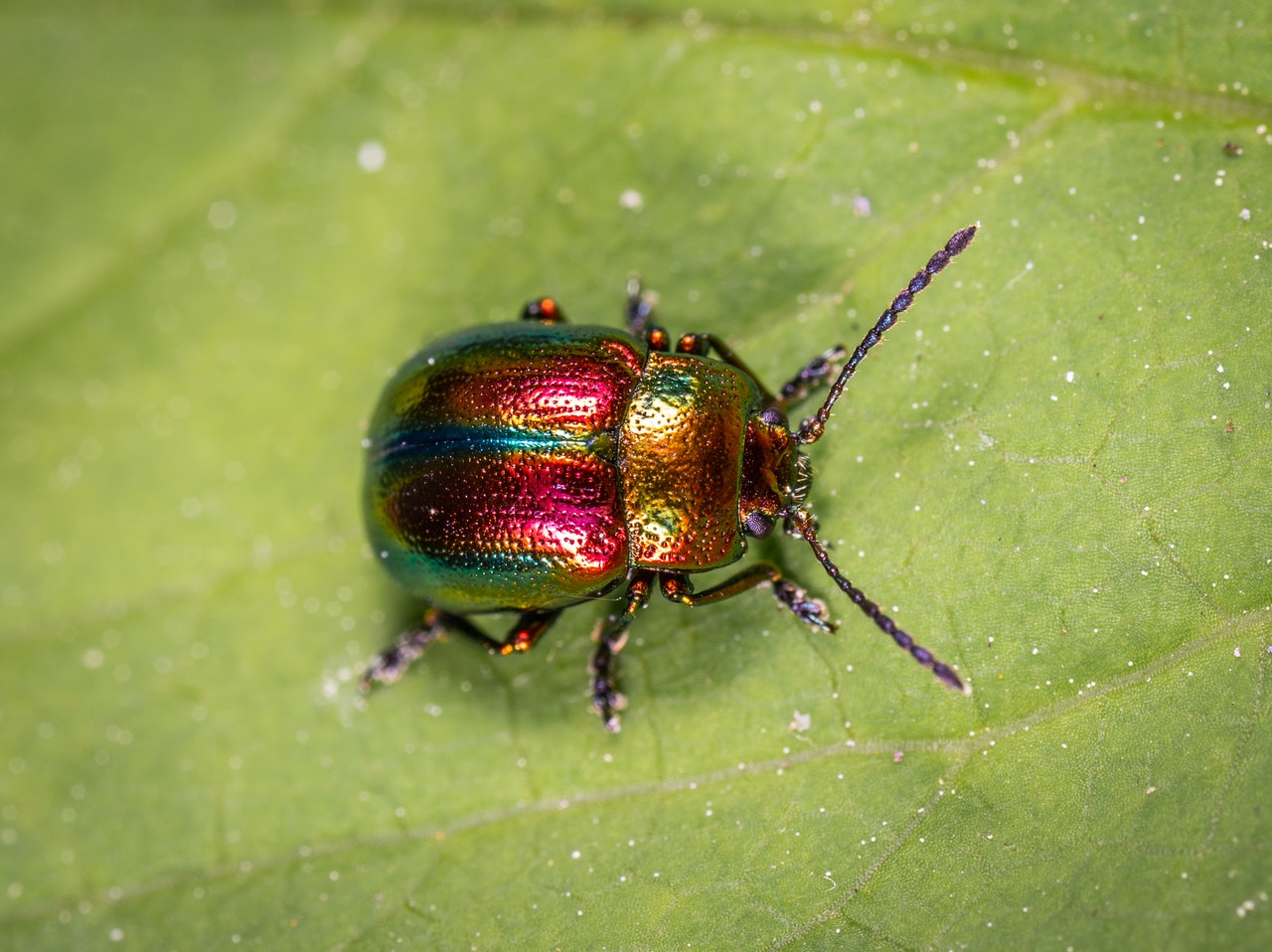 Beatle
