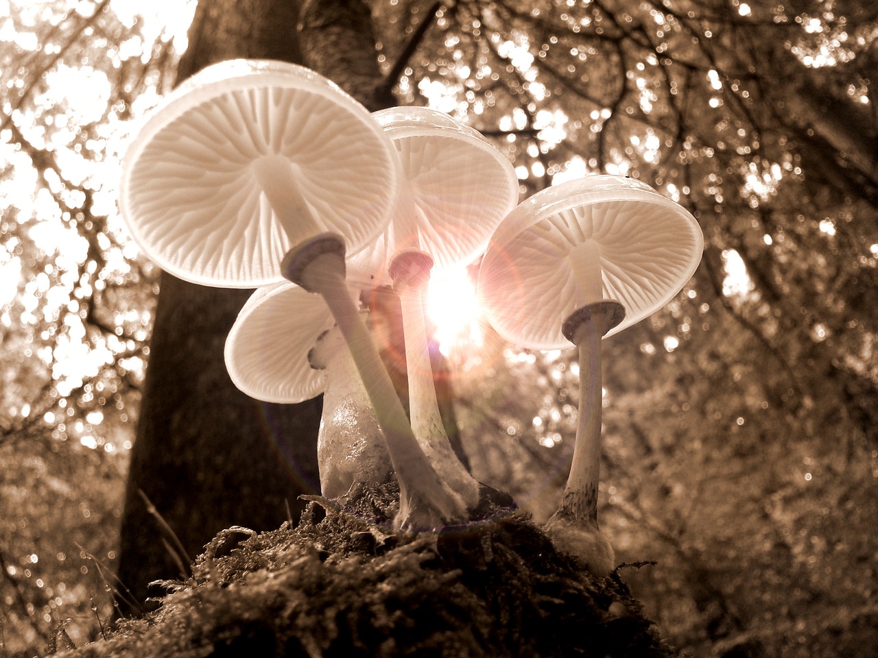 Champignons blancs