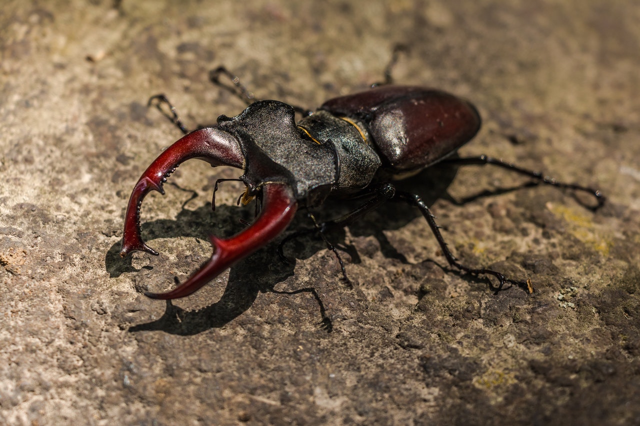 Coleoptere