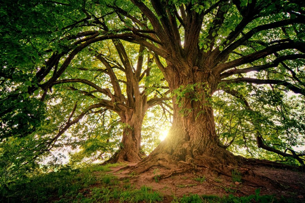 Double Arbre