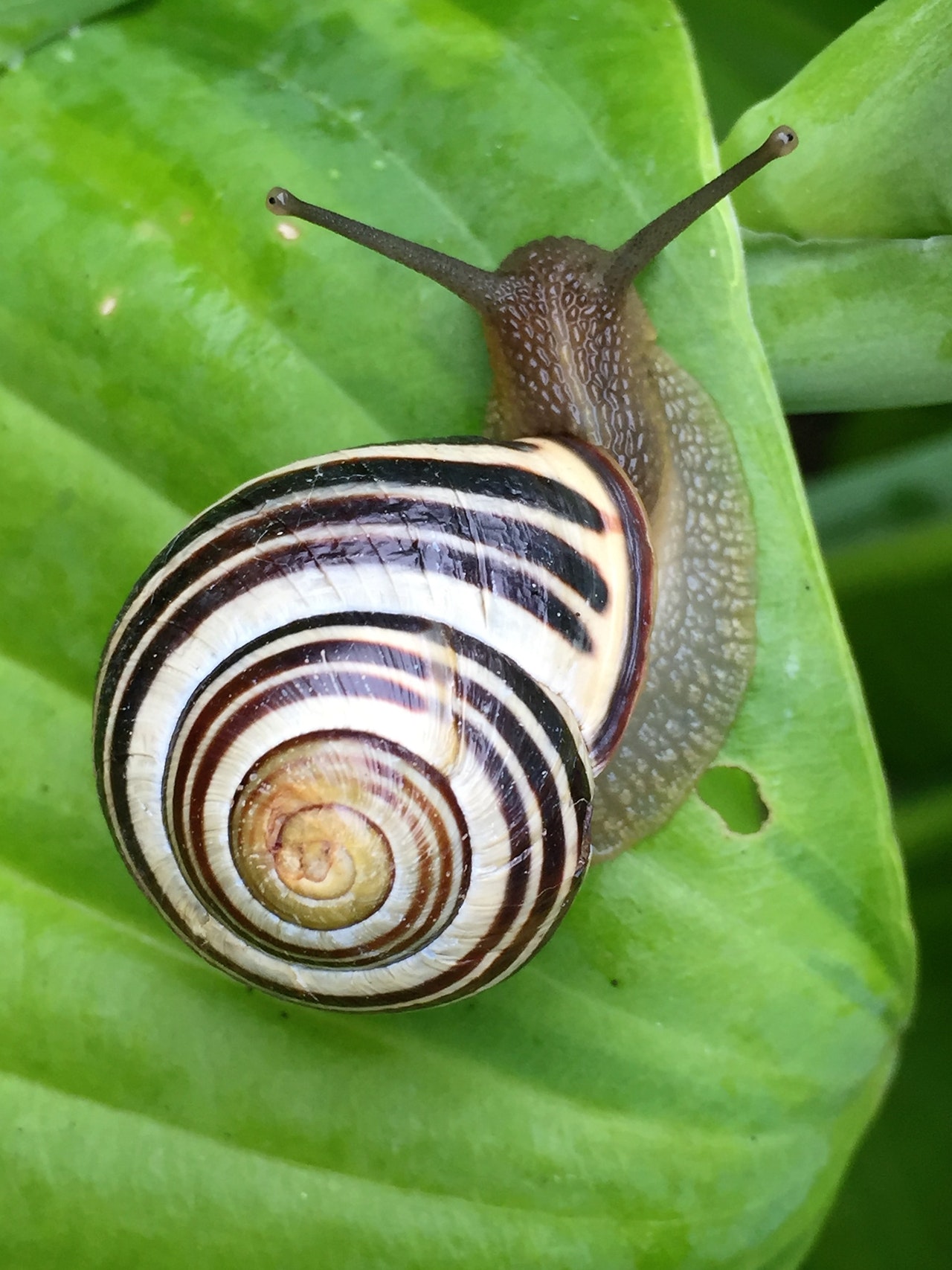 Escargot