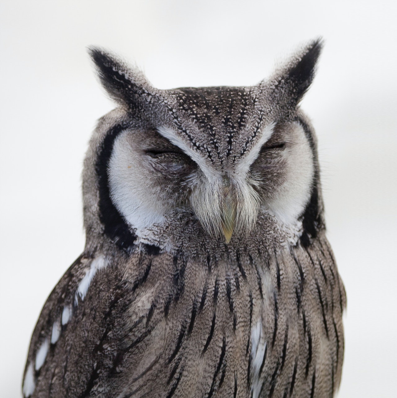Hibou