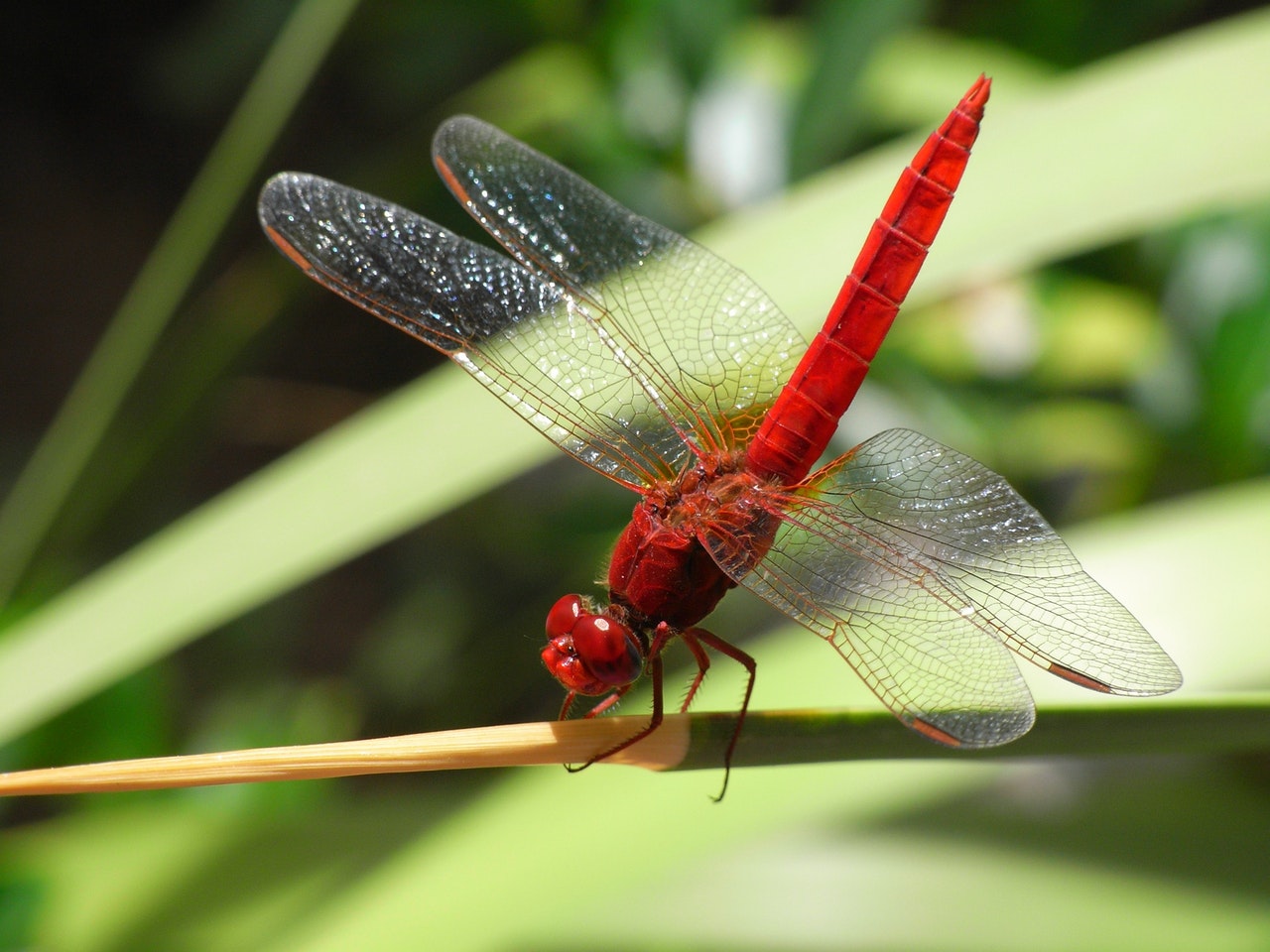 Libellule rouge