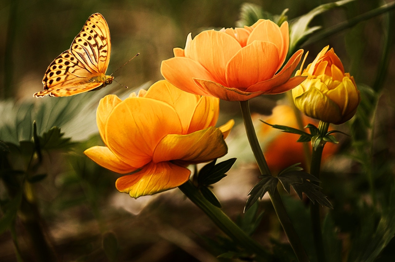 Papillon fleurs