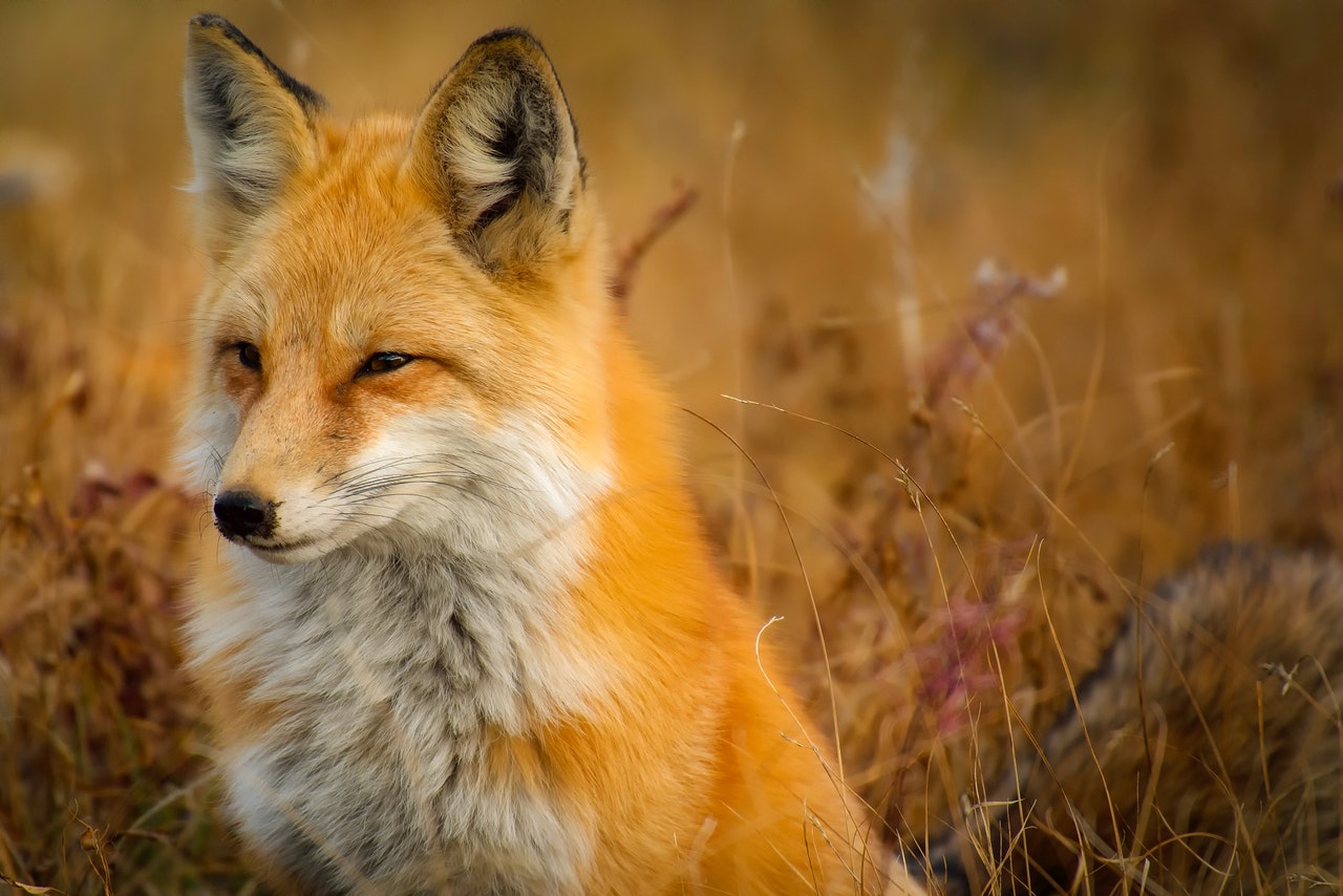 Renard magnifique