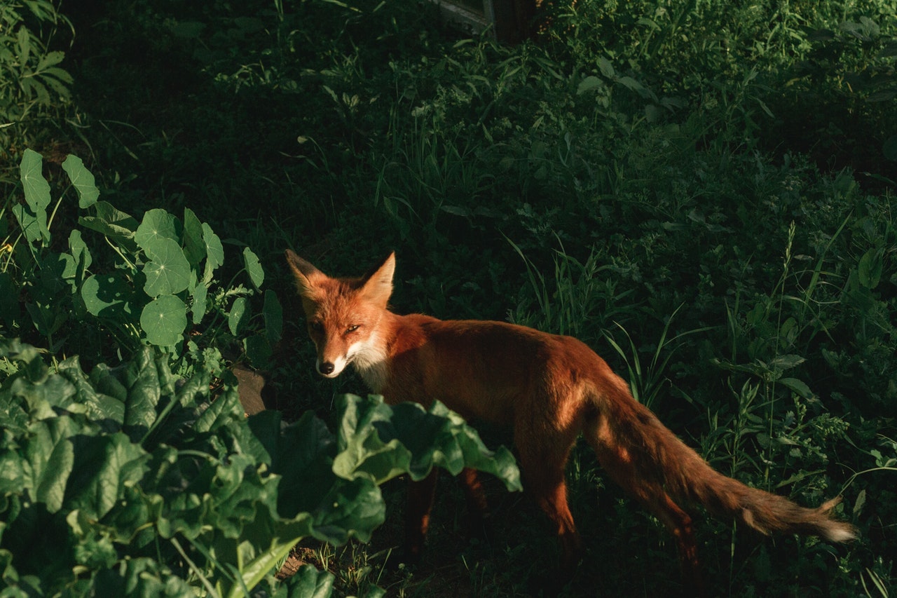 Renard
