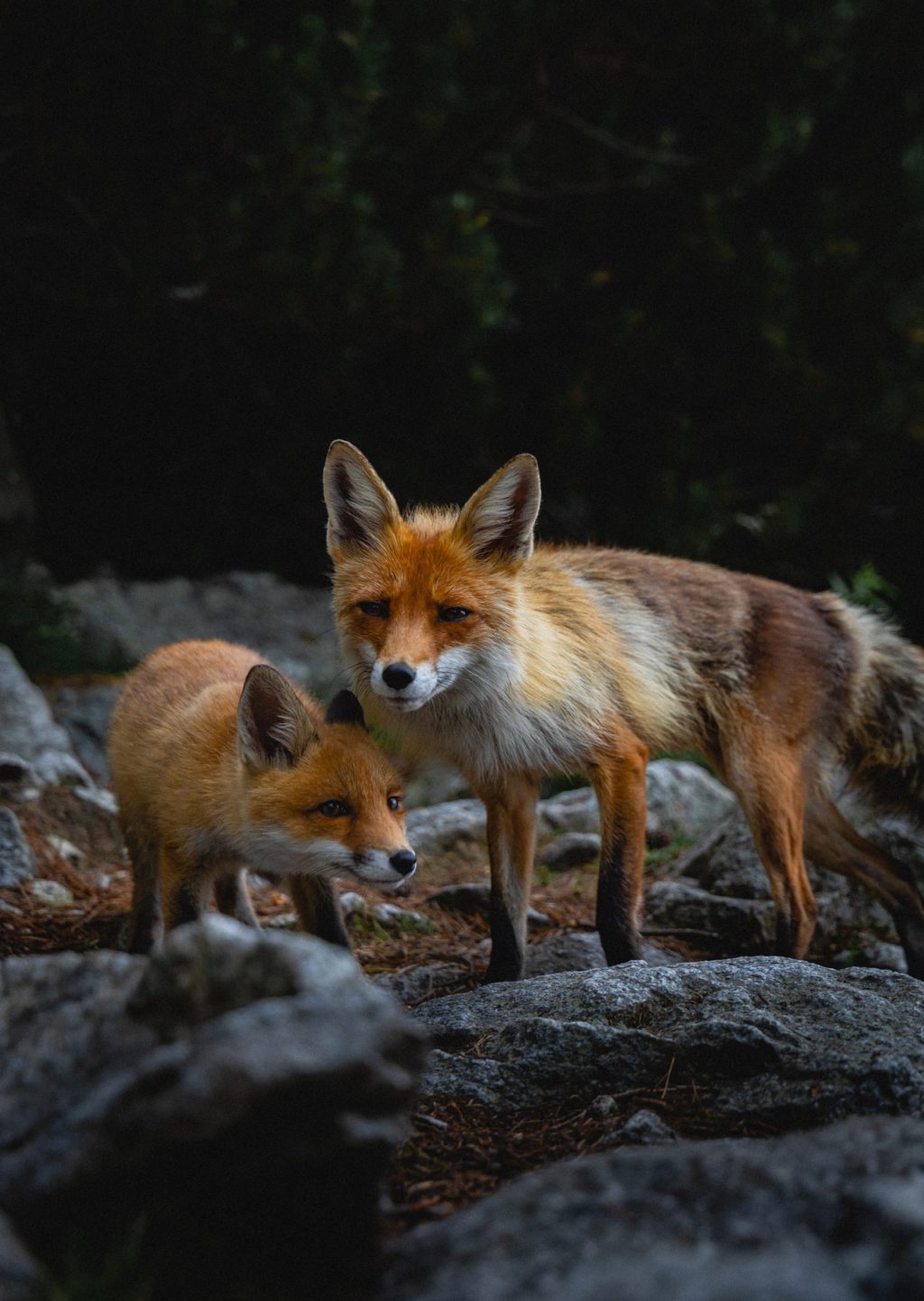 Renards